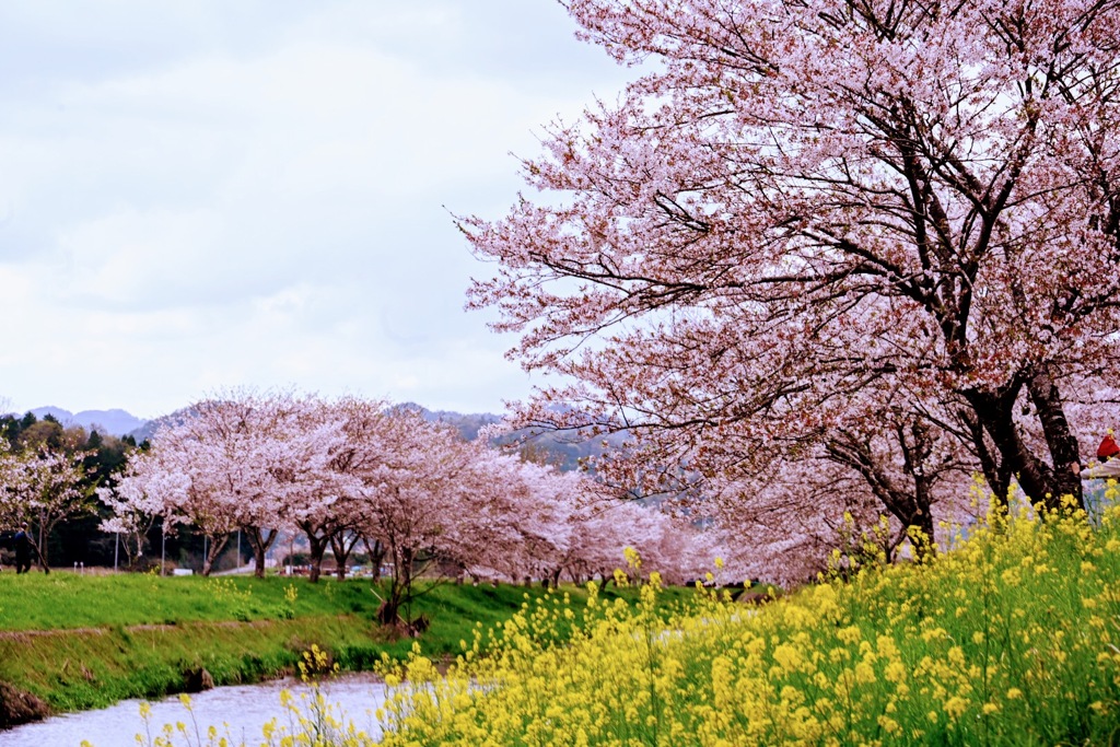 桜並木と菜の花