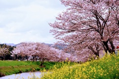 桜並木と菜の花
