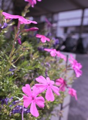 春の終わりに咲く姥桜の芝ザクラ