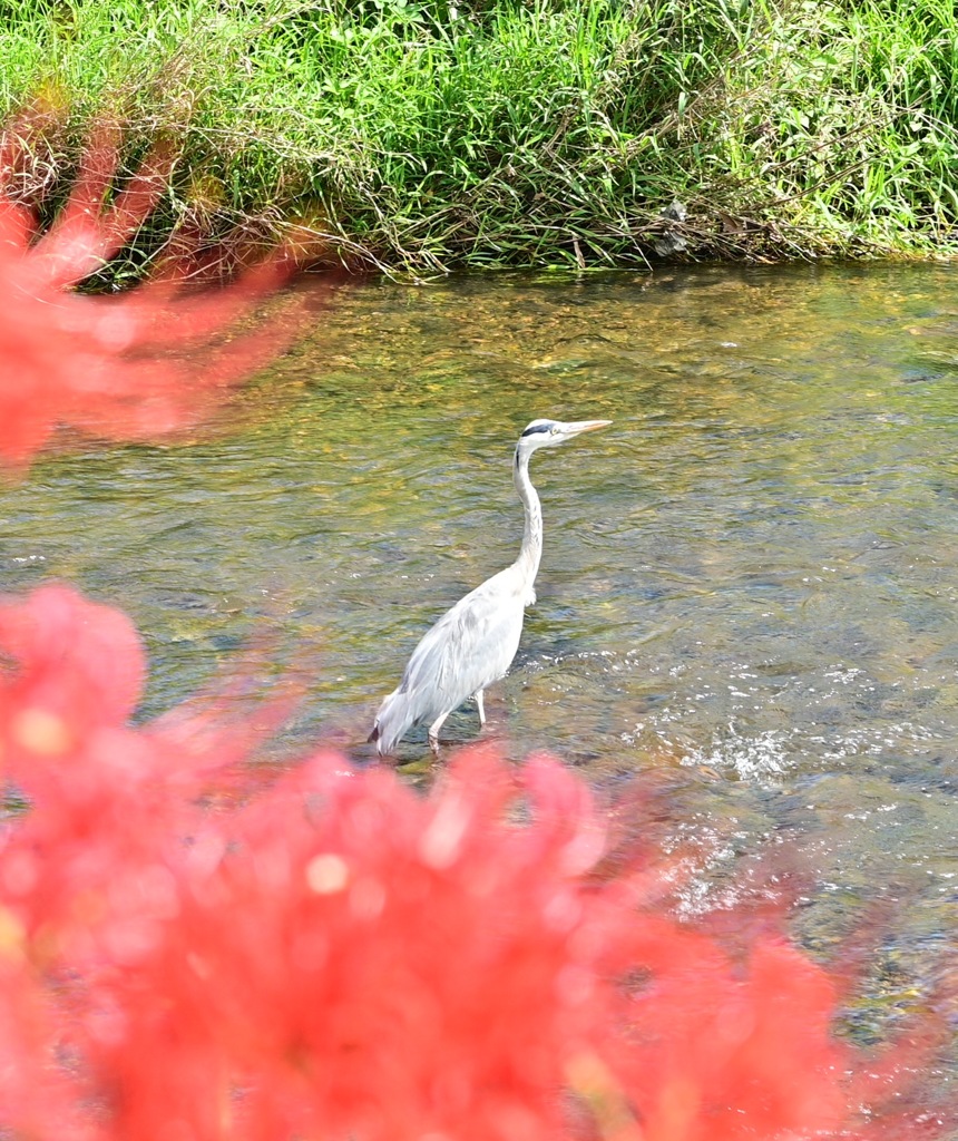 彼岸花に囲まれて、魚を狙う白鷺