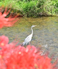 彼岸花に囲まれて、魚を狙う白鷺