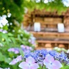 紫陽花寺三光寺山門の紫陽花