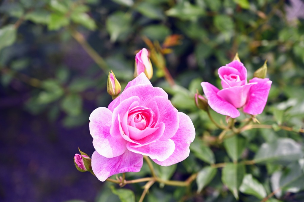 上品なピンクの薔薇