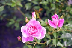 上品なピンクの薔薇