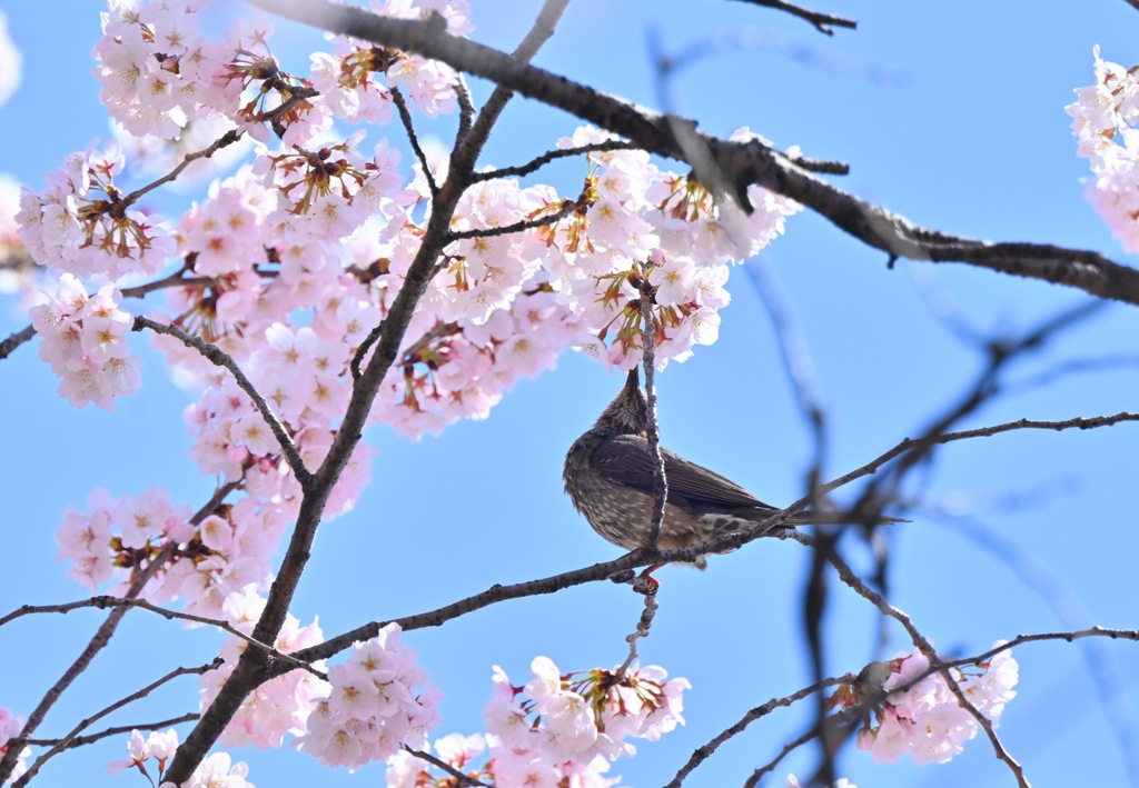 桜美味しそう。