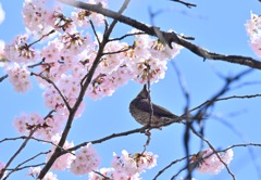 桜美味しそう。