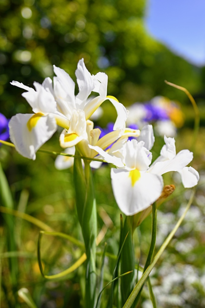 白色の花菖蒲