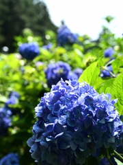 三光寺の紫陽花(1)