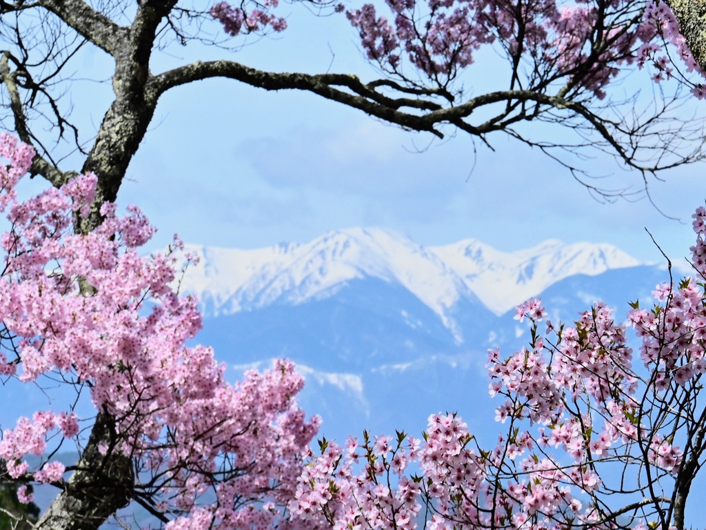 高遠桜から眺める中央アルプスの雪山(2)