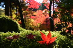 苔の上に落ちた紅葉