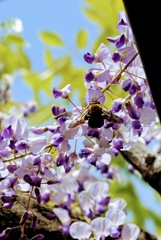藤の花の蜜を吸うクマンバチ