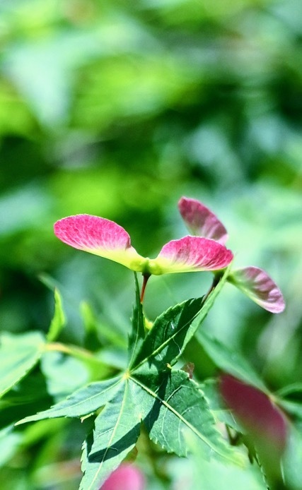 紅葉の春の花(拡大)