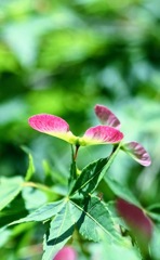 紅葉の春の花(拡大)