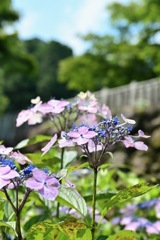 三光寺の紫陽花(2)