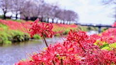 板屋川の彼岸花の群生から抜きん出た彼岸花