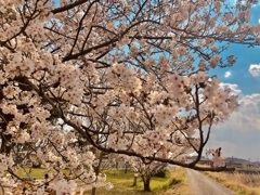 青空に映える桜