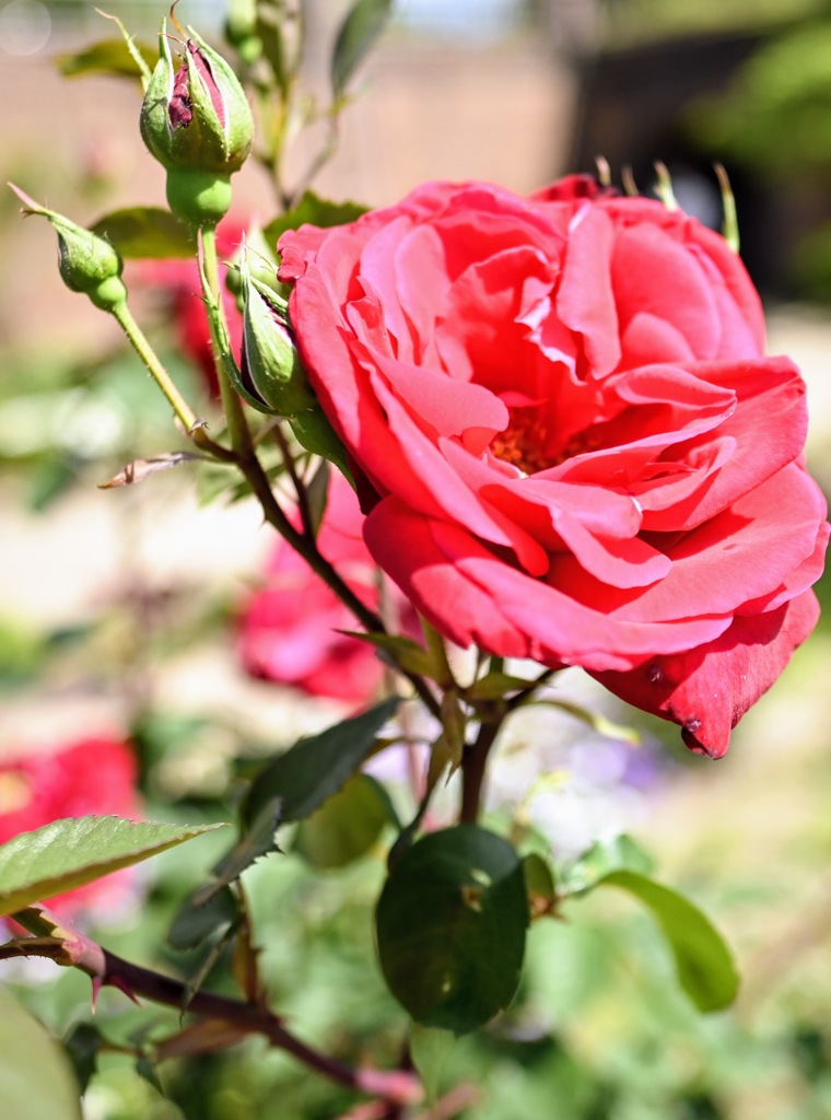 五月晴れに輝く薔薇の花