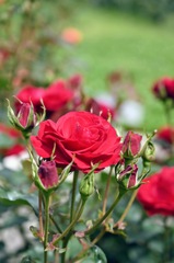 ＩLOVE YOU