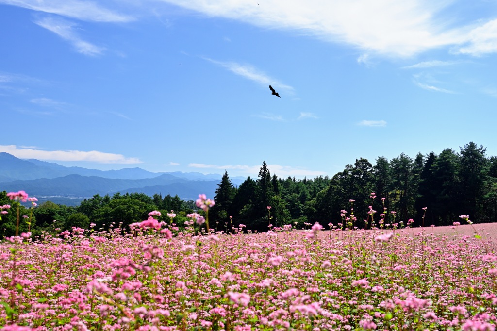 赤そばの花畑