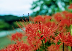 鳥羽川沿いに咲く彼岸花