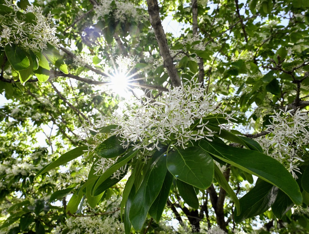 春の陽射しに咲く栗の花