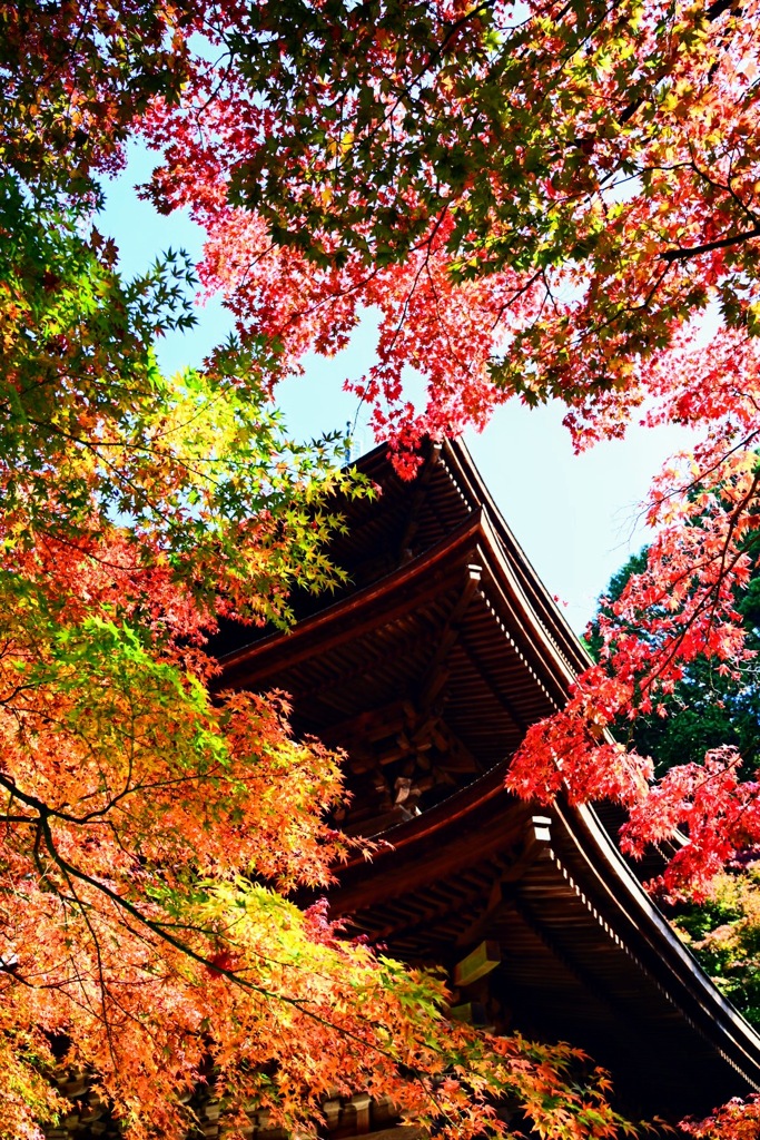 紅葉の中から見上げる西明寺三重の塔