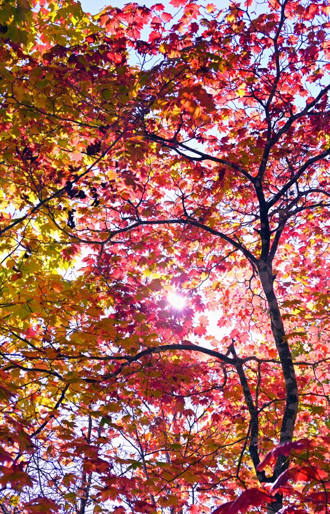 降り注ぐ紅葉と太陽光