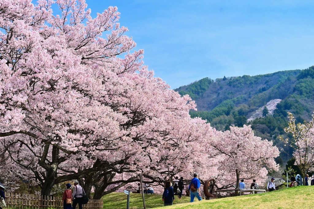 高遠城址公園の桜並木
