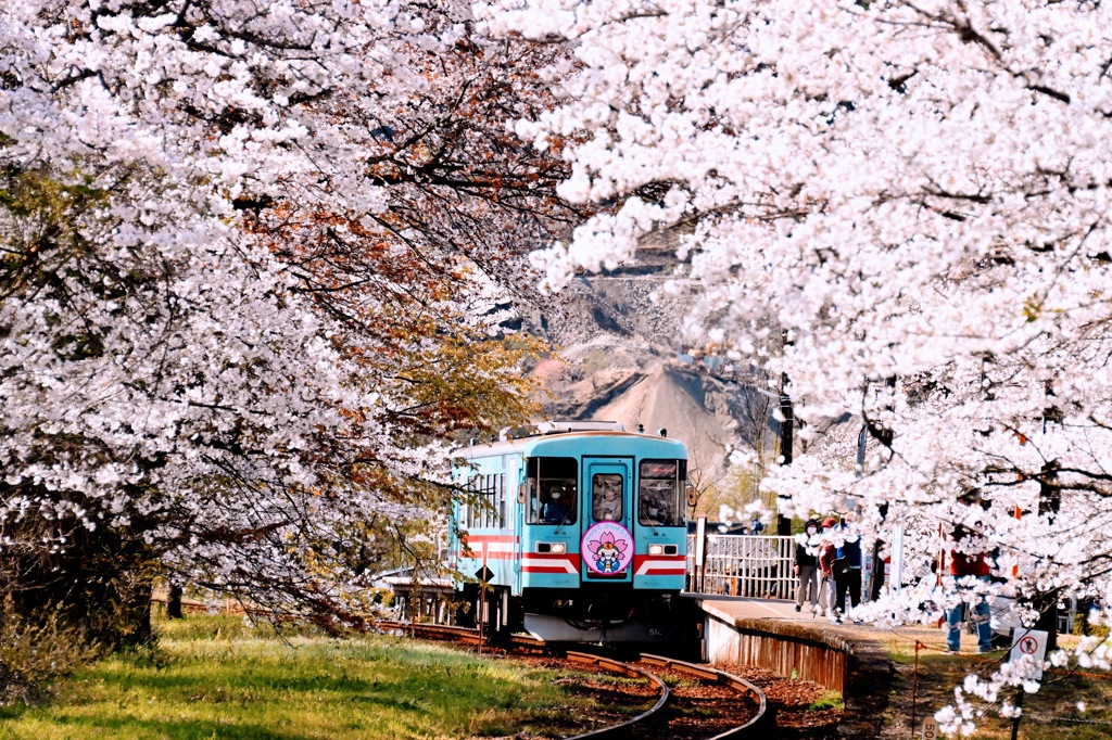 桜と樽見鉄道谷汲口駅