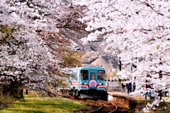 桜と樽見鉄道谷汲口駅
