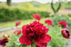 威厳のある赤い芍薬の花