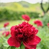 威厳のある赤い芍薬の花