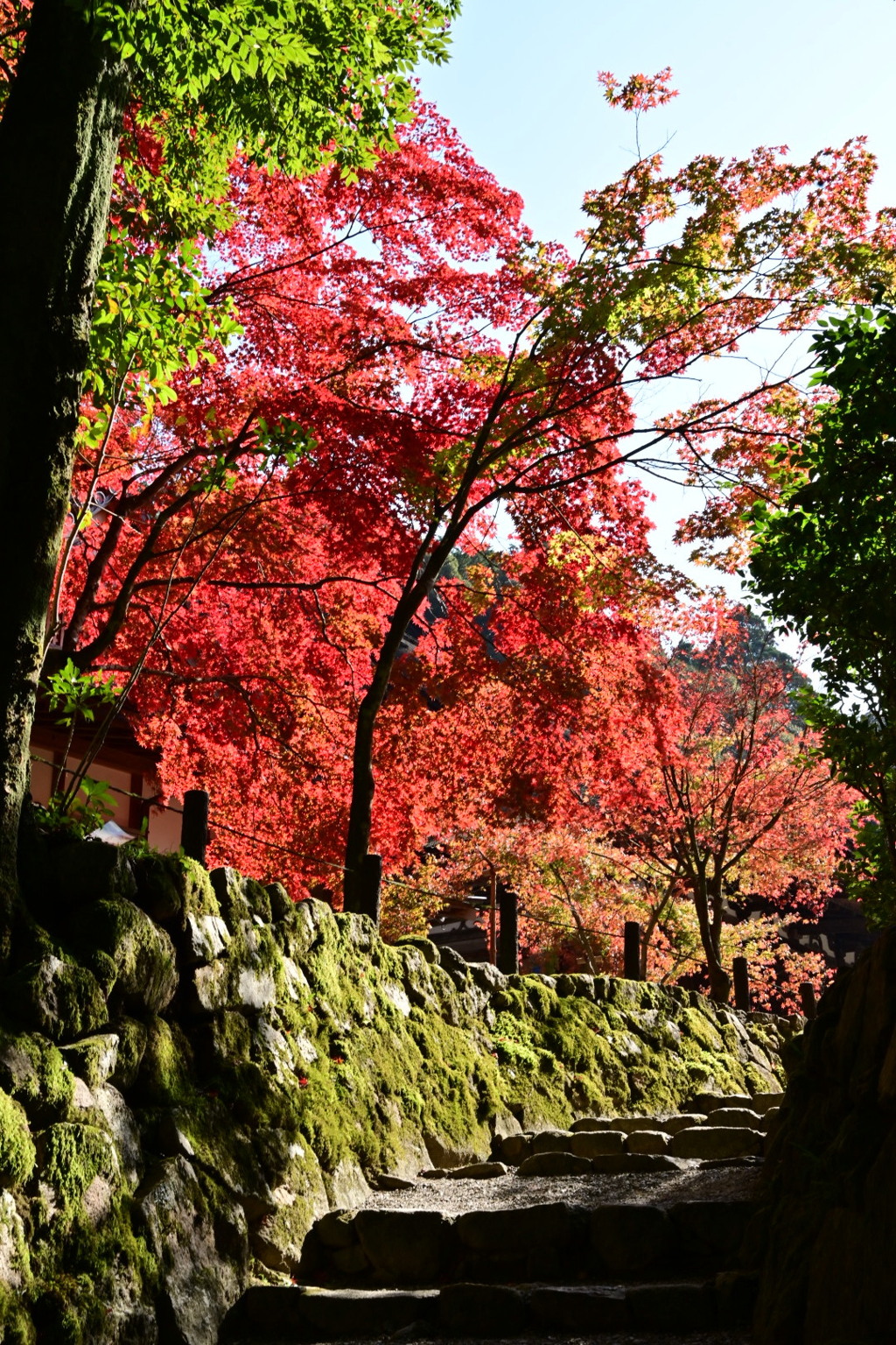 紅葉の中の石畳