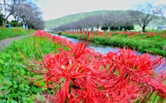 蛍で有名な板屋川に咲いた赤い彼岸花。