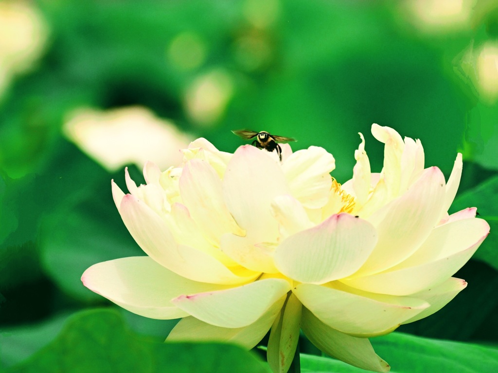 蜂も喜ぶハスの花