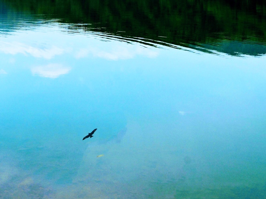 湖面の鏡