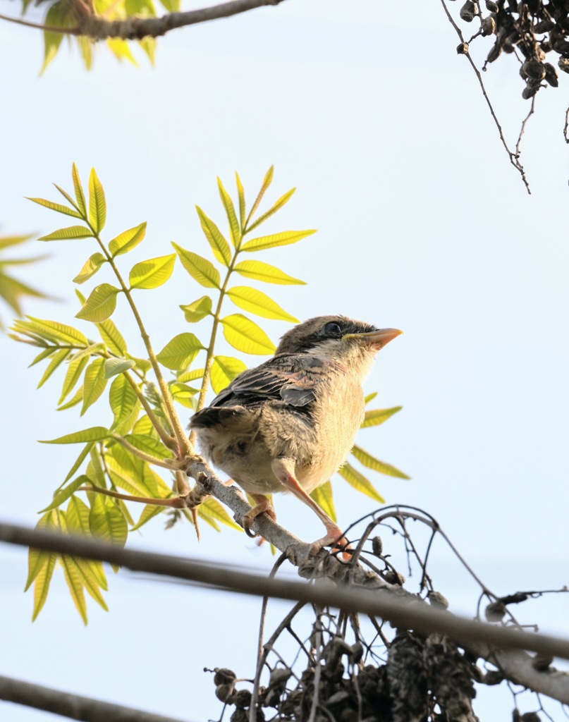 親鳥を待つ巣立ちしたモズの子