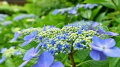 ガク紫陽花の本当の花はどれ？