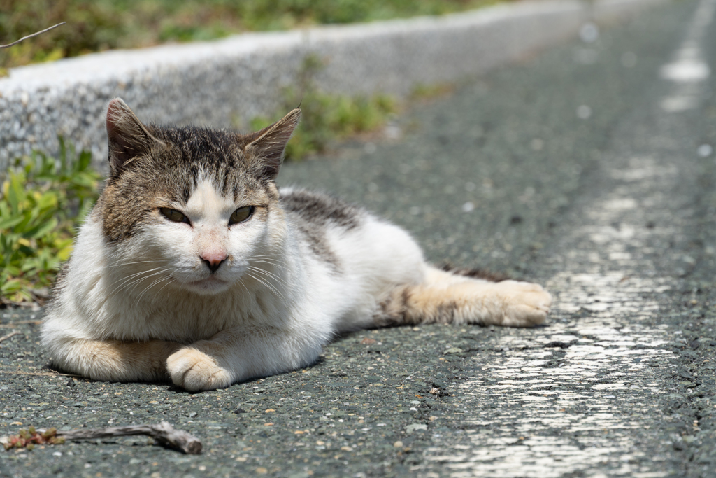 海辺の猫