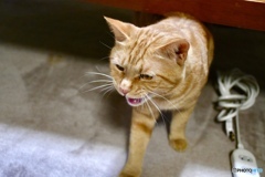 猫