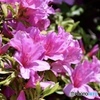 花、太陽の光を浴びて