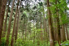 刈安山に行く道中