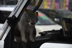 猫旅
