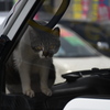 猫旅