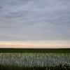 夕暮れの田園