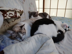 掃除機かけたい…