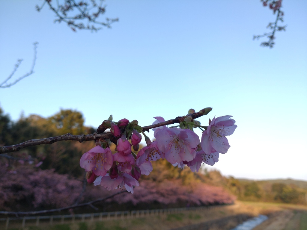 今年、最初で最後のシャッターチャンス、、かも、、、