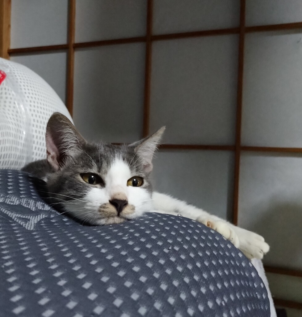 お母さんの所にお帰えりよ～ !  グレンちゃん～!
