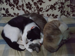 今日は冷えます　って事で猫だんご