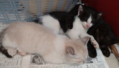 ３密   ^=ω=^　Ｚｚｚ